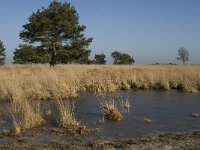 NL, Noord-Brabant, Asten, Groote Peel 11, Saxifraga-Marijke Verhagen