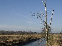 NL, Noord-Brabant, Asten, Groote Peel 2, Saxifraga-Marijke Verhagen