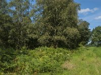 NL, Noord-Brabant, Asten, Veluwe 2, Saxifraga-Marijke Verhagen