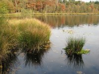 NL, Noord-Brabant, Sint-Oedenrode, Hazeputten 3, Saxifraga-Henk Sierdsema