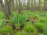 NL, Overijssel, Enschede, Aamsveen 1, Saxifraga-Mark Zekhuis