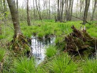 NL, Overijssel, Enschede, Aamsveen 2, Saxifraga-Mark Zekhuis