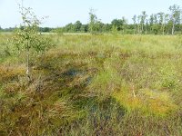 NL, Overijssel, Enschede, Aamsveen 7, Saxifraga-Mark Zekhuis