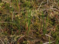 NL, Overijssel, Ommen, Besthemmer Ven 11, Saxifraga-Hans Boll