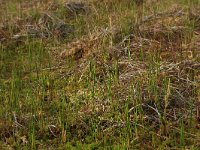 NL, Overijssel, Ommen, Besthemmer Ven 18, Saxifraga-Hans Boll