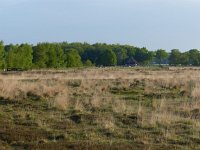 NL, Overijssel, Wierden, Wierdense Veld 4, Saxifraga-Mark Zekhuis