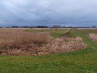 NL, Overijssel, Zwolle, Buitenlanden Langeholte 1, Saxifraga-Mark Zekhuis