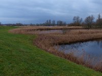 NL, Overijssel, Zwolle, Buitenlanden Langeholte 3, Saxifraga-Mark Zekhuis