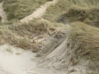 F, Pas-de-Calais, Wimereux, Dunes de la Slack 13, Saxifraga-Willem van Kruijsbergen