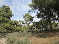 F, Pas-de-Calais, Wimereux, Dunes de la Slack 30, Saxifraga-Willem van Kruijsbergen