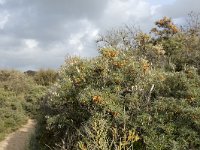 F, Pas-de-Calais, Wimereux, Dunes de la Slack 37, Saxifraga-Willem van Kruijsbergen