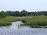 LV, Kurzeme, Rucava, Dabas parks Pape 109, Saxifraga-Hans Boll