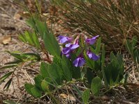 LV, Kurzeme, Rucava, Dabas parks Pape 115, Saxifraga-Hans Boll