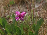 LV, Kurzeme, Rucava, Dabas parks Pape 116, Saxifraga-Hans Boll