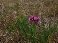 LV, Kurzeme, Rucava, Dabas parks Pape 117, Saxifraga-Hans Boll