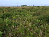 LV, Kurzeme, Rucava, Dabas parks Pape 121, Saxifraga-Hans Boll