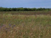 LV, Kurzeme, Rucava, Dabas parks Pape 17, Saxifraga-Hans Boll