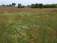 LV, Kurzeme, Rucava, Dabas parks Pape 92, Saxifraga-Hans Boll