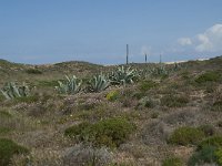 P, Faro, Aljezur, Carrapateira 158, Saxifraga-Willem van Kruijsbergen