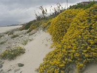 E, Cadiz, Tarifa 25, Saxifraga-Willem van Kruijsbergen