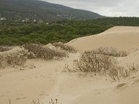 E, Cadiz, Tarifa, Bolonia 20, Saxifraga-Jan van der Straaten