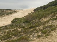 E, Cadiz, Tarifa, Bolonia, Duna de Bolonia 10, Saxifraga-Willem van Kruijsbergen