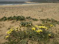 E, Cadiz, Tarifa, El Lentiscal 5, Saxifraga-Willem van Kruijsbergen