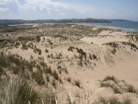 E, Cantabria, Liencres, Dunas de Liencres 79, Saxifraga-Willem van Kruijsbergen