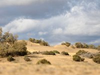 E, Las Palmas, San Bartolome de Tirajana, Dunas de Maspalomas 3, Saxifraga-Tom Heijnen