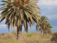 E, Las Palmas, San Bartolome de Tirajana, Dunas de Maspalomas 4, Saxifraga-Tom Heijnen