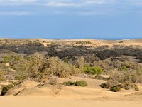 E, Las Palmas, San Bartolome de Tirajana, Dunas de Maspalomas 5, Saxifraga-Tom Heijnen