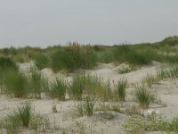 NL, Friesland, Schiermonnikoog 13, Saxifraga-Hans Boll