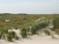 NL, Friesland, Schiermonnikoog 14, Saxifraga-Hans Boll