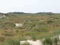 NL, Friesland, Schiermonnikoog 15, Saxifraga-Hans Boll