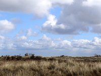 NL, Friesland, Schiermonnikoog, Kobbeduinen 1, Saxifraga-Bart Vastenhouw