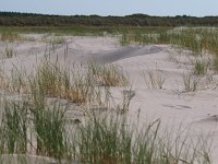 NL, Friesland, Schiermonnikoog, Noordzeestrand 1, Saxifraga-Rudmer Zwerver