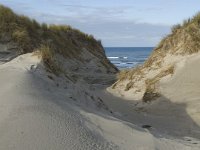 NL, Friesland, Terschelling, Boschplaat 2, Saxifraga-Jan van der Straaten