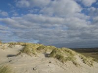 NL, Friesland, Terschelling, Boschplaat 4, Saxifraga-Jan van der Straaten