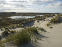 NL, Friesland, Terschelling, Boschplaat 8, Saxifraga-Marijke Verhagen