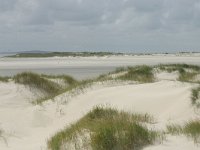 NL, Friesland, Terschelling, Noordsvaarder 11, Saxifraga-Hans Boll