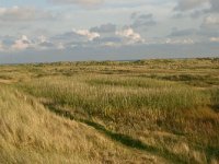 NL, Friesland, Terschelling, Noordsvaarder 15, Saxifraga-Hans Boll