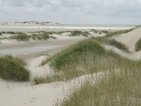 NL, Friesland, Terschelling, Noordsvaarder 9, Saxifraga-Hans Boll