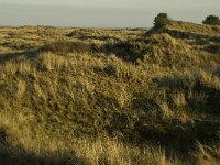 NL, Friesland, Terschelling, Rimkeskooi 2, Saxifraga-Jan van der Straaten