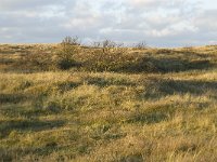 NL, Friesland, Terschelling, Wierschuur 26, Saxifraga-Jan van der Straaten