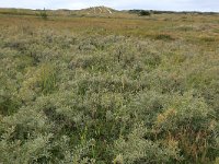 NL, Friesland, Vlieland, Cranberryvallei 10, Saxifraga-Hans Boll