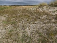 NL, Friesland, Vlieland, Cranberryvallei 11, Saxifraga-Hans Boll