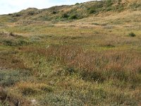 NL, Friesland, Vlieland, Cranberryvallei 17, Saxifraga-Hans Boll