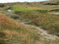 NL, Friesland, Vlieland, Cranberryvallei 18, Saxifraga-Hans Boll