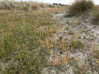 NL, Friesland, Vlieland, Cranberryvallei 22, Saxifraga-Hans Boll