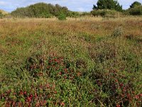 NL, Friesland, Vlieland, Cranberryvallei 26, Saxifraga-Hans Boll